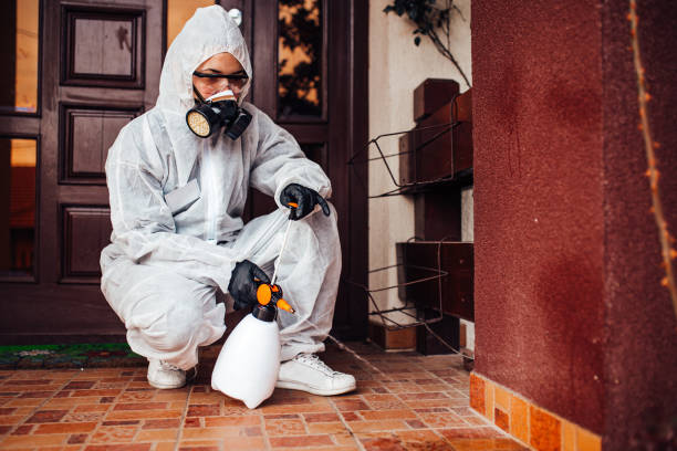 Attic and Crawl Space Rodent Treatment in Pine Valley