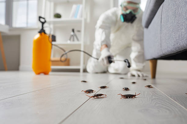 Commercial Rodent Management in Pine Valley